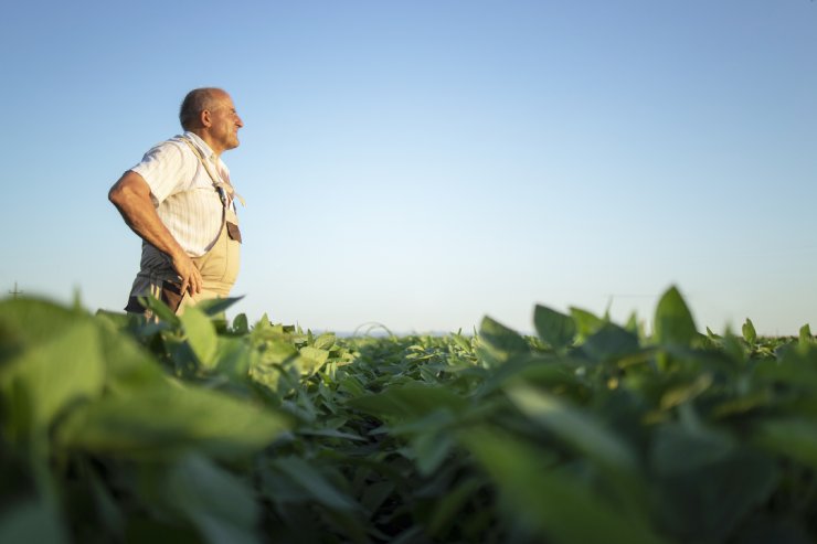 Senior hardworking farmer agronomist in soybean field looking in the distance.