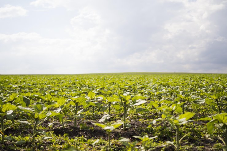 vista-frontal-fazenda-campo-paisagem